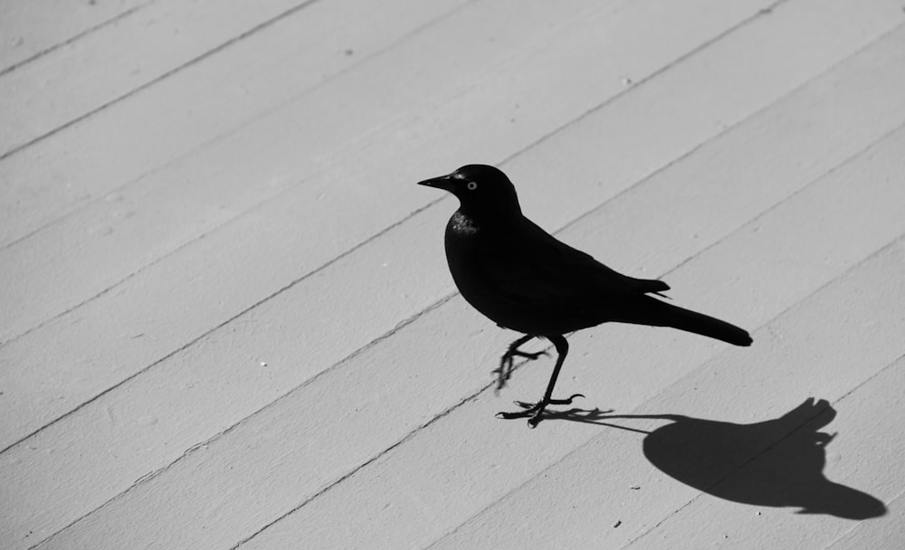 black bird on white wooden fence