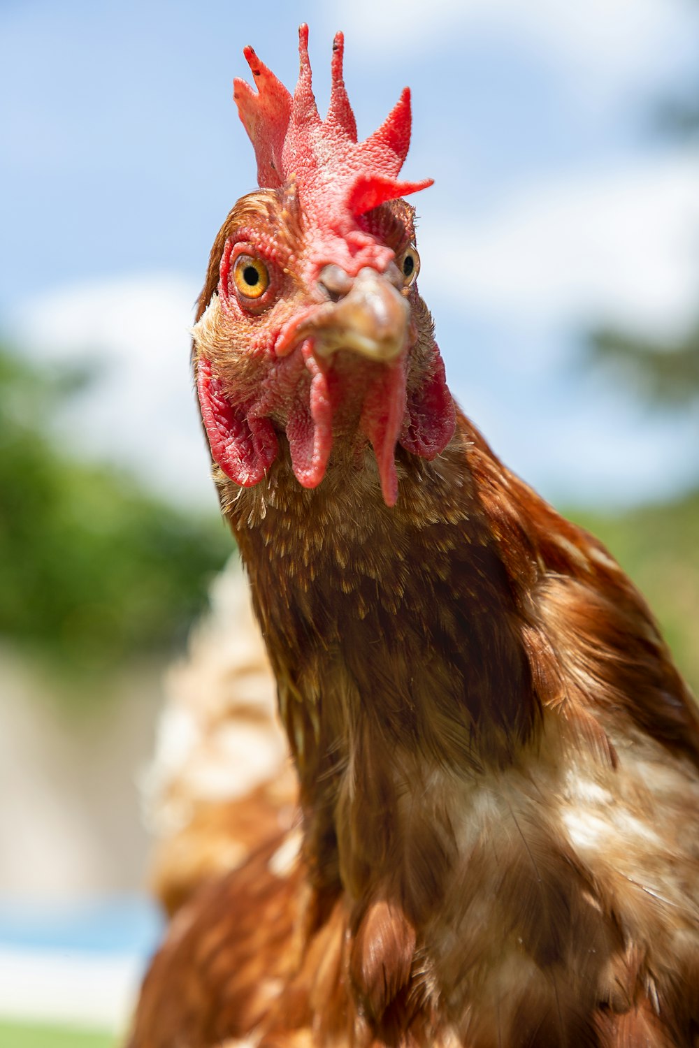 brown chicken in tilt shift lens