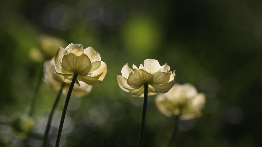 yellow flowers in tilt shift lens