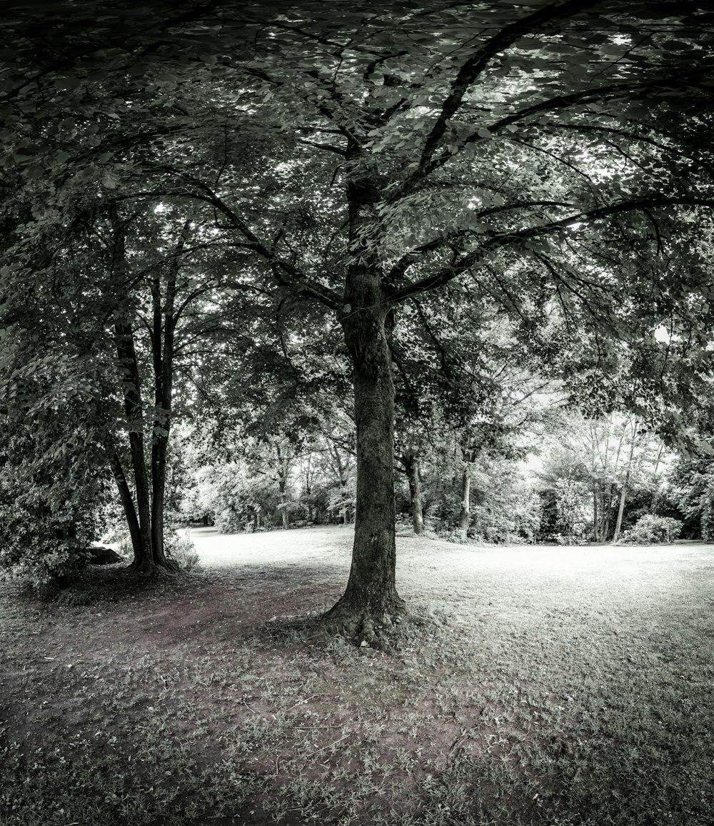 green trees on green grass field during daytime