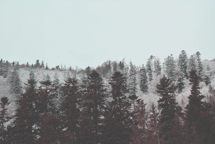 Frosted pine forest