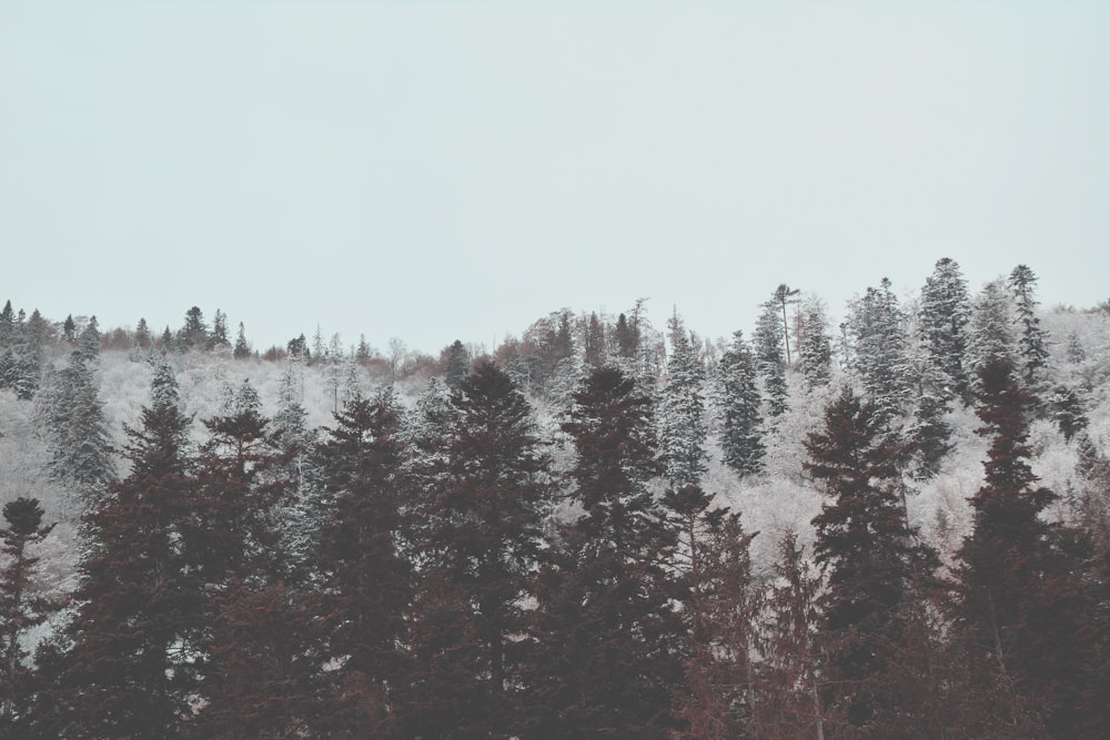 green pine trees covered with snow