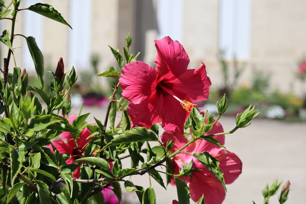 red hibiscus in bloom during daytime