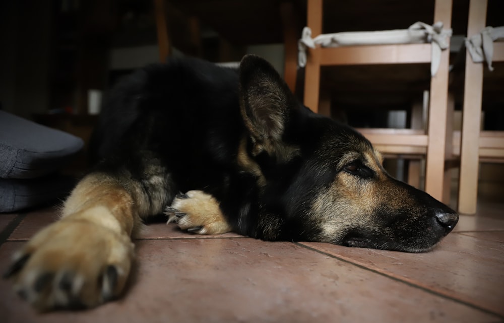 black and tan german shepherd lying on floor