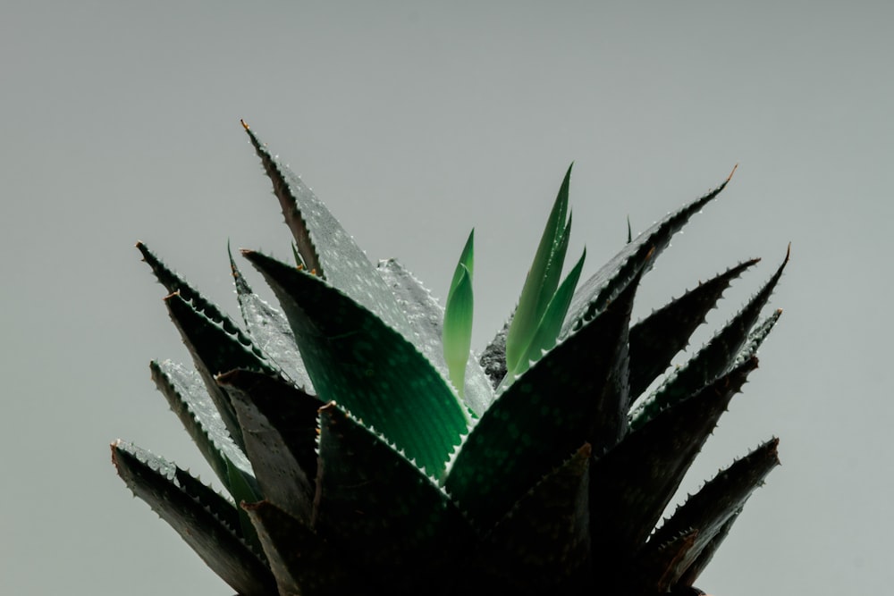 green plant in close up photography