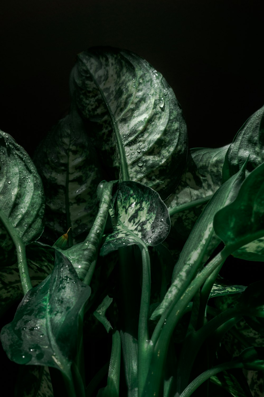 白い花を咲かせる緑の植物