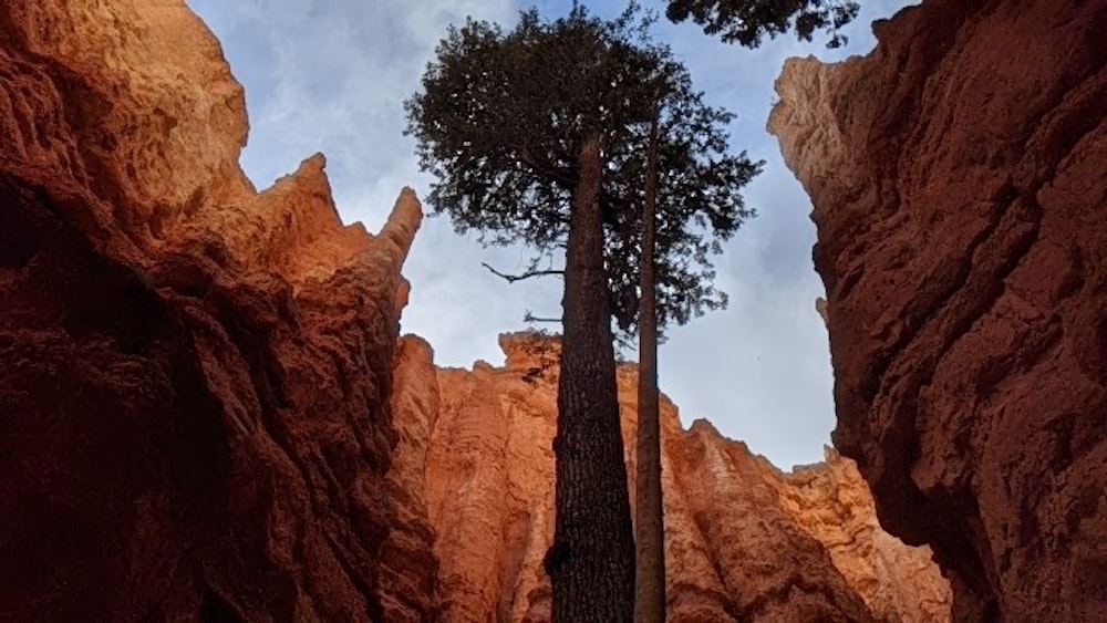 brown rock formation near green trees during daytime