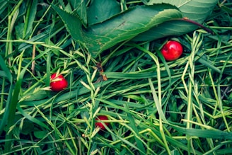 Bright red cherries are scattered among lush green grass and leaves, creating a vivid contrast with natural textures and colors.