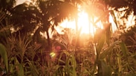 A steelpan player smiling as the golden hour light filters through lush green leaves.