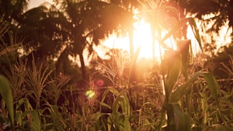 Sunlight filtering through dense kratom trees in a lush tropical plantation