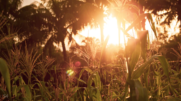 Sunlight filtering through lush green kratom trees in a serene Indonesian plantation.