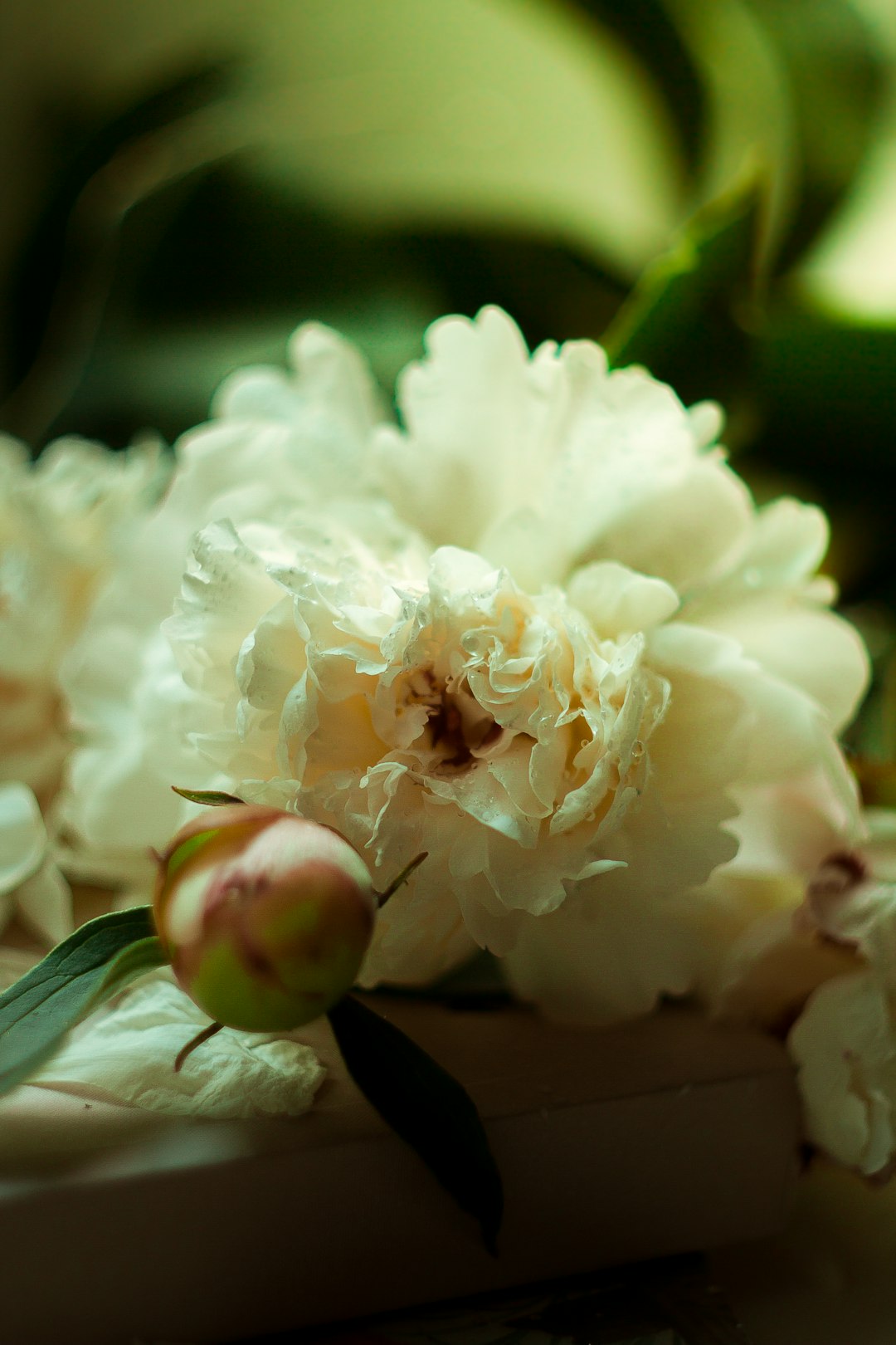 white flower in macro shot