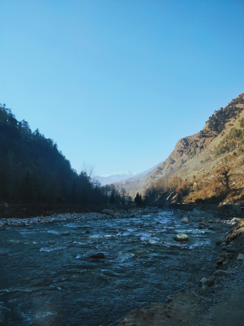 green trees beside river during daytime