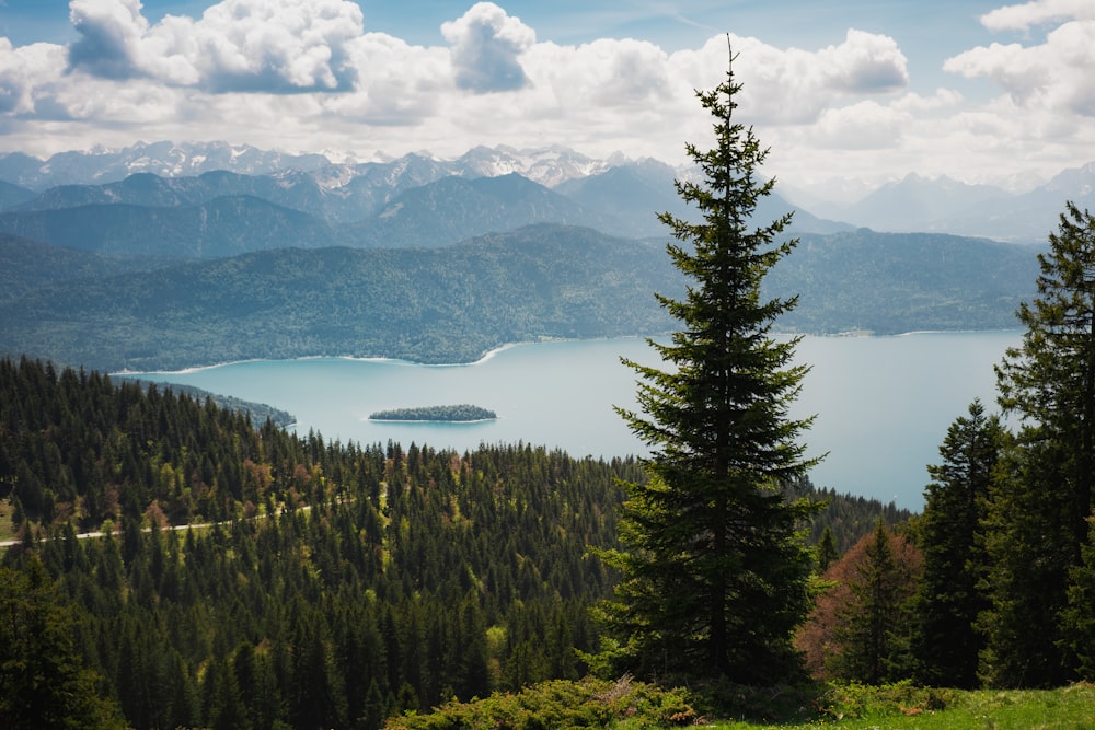 green pine trees near lake under white clouds and blue sky during daytime