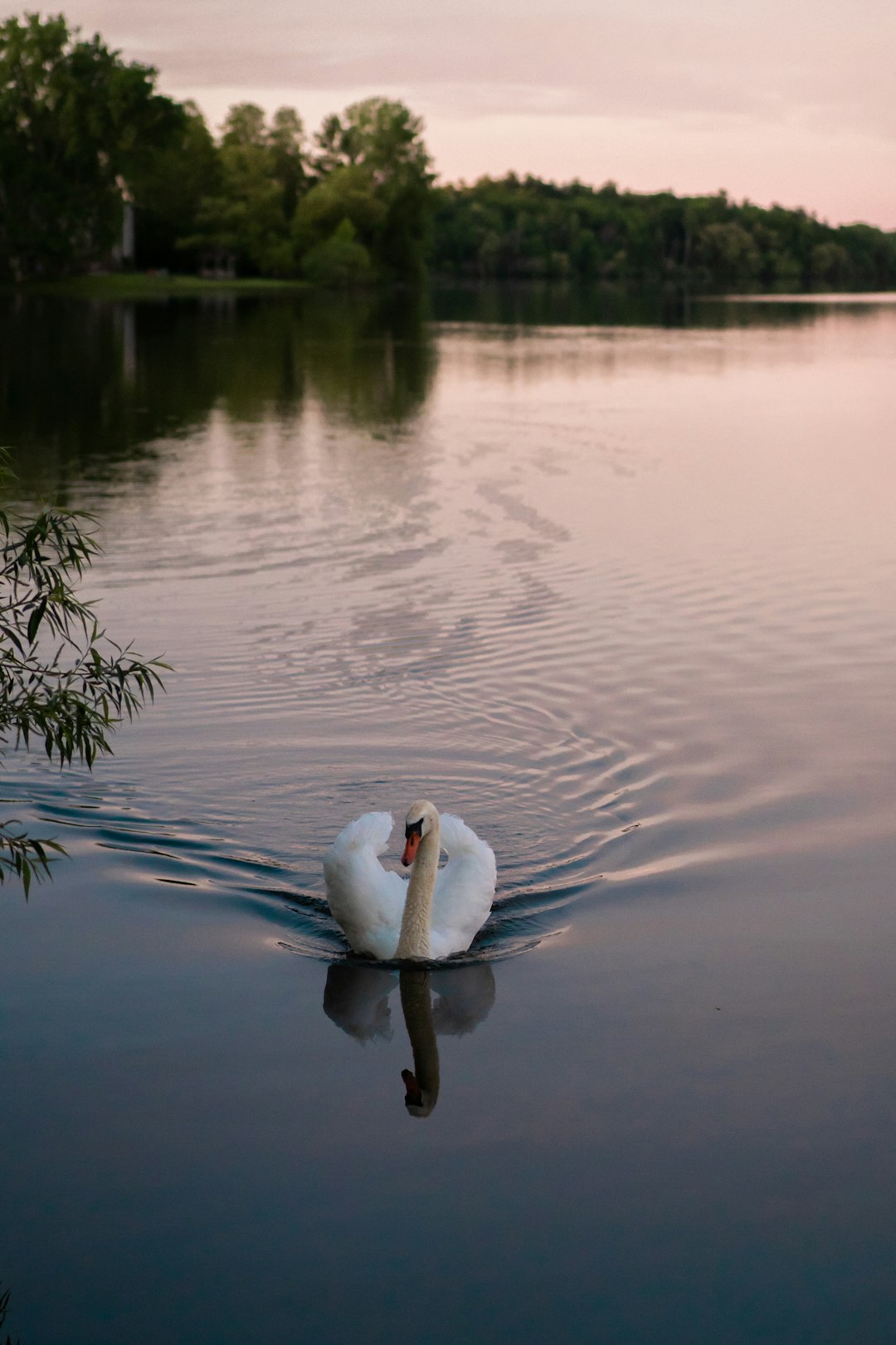 white swan on water during daytime