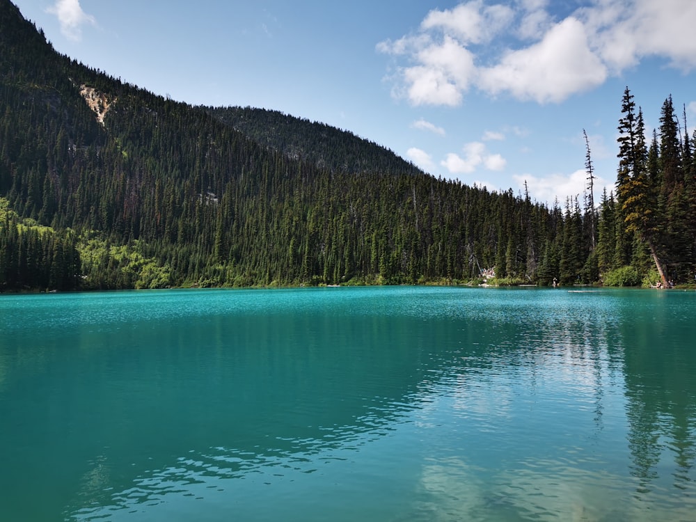 green lake surrounded by green trees during daytime