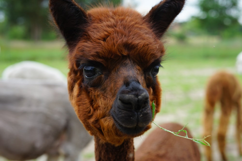 brown and black llama during daytime