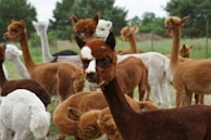 A group of alpacas with various colors, including brown, white, and black, standing together in a grassy field surrounded by trees. One alpaca in the foreground is looking directly at the camera with a twig in its mouth.