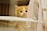 A fluffy orange and white kitten with large, round eyes is peering through the bars of a cage. There is a pink fabric with white polka dots hanging from the bars, adding a soft touch to the scene. The kitten appears calm and curious.