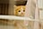 A fluffy orange and white kitten with large, round eyes is peering through the bars of a cage. There is a pink fabric with white polka dots hanging from the bars, adding a soft touch to the scene. The kitten appears calm and curious.