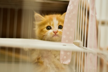 A fluffy orange and white kitten with large, round eyes is peering through the bars of a cage. There is a pink fabric with white polka dots hanging from the bars, adding a soft touch to the scene. The kitten appears calm and curious.