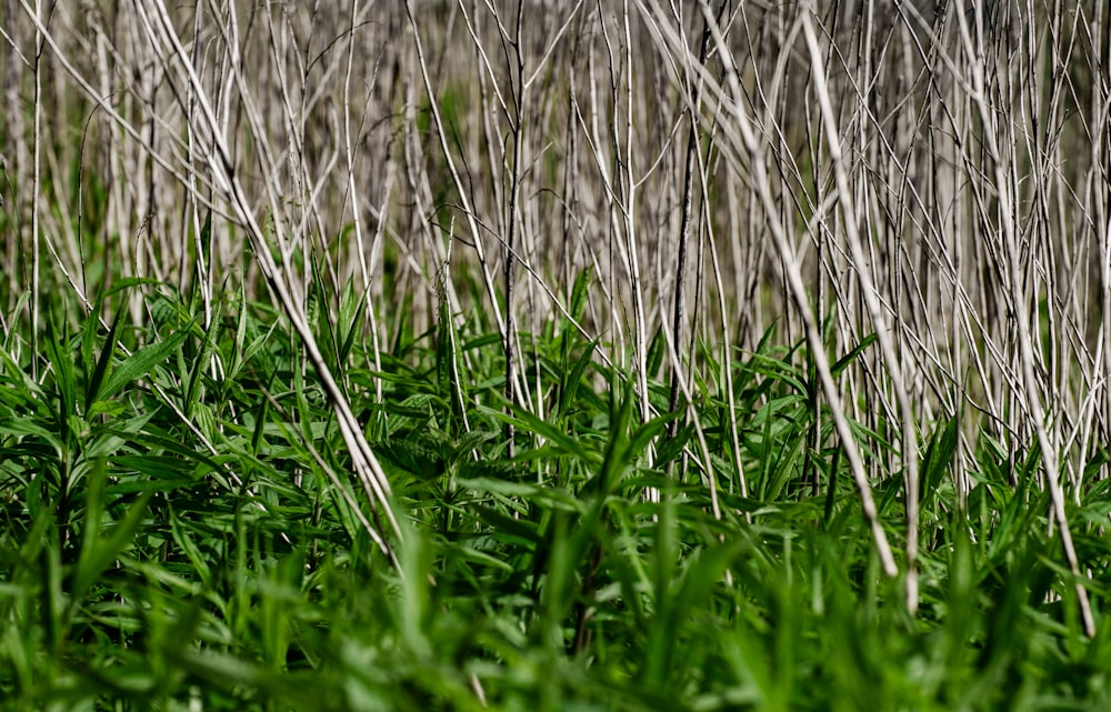 brown grass in close up photography