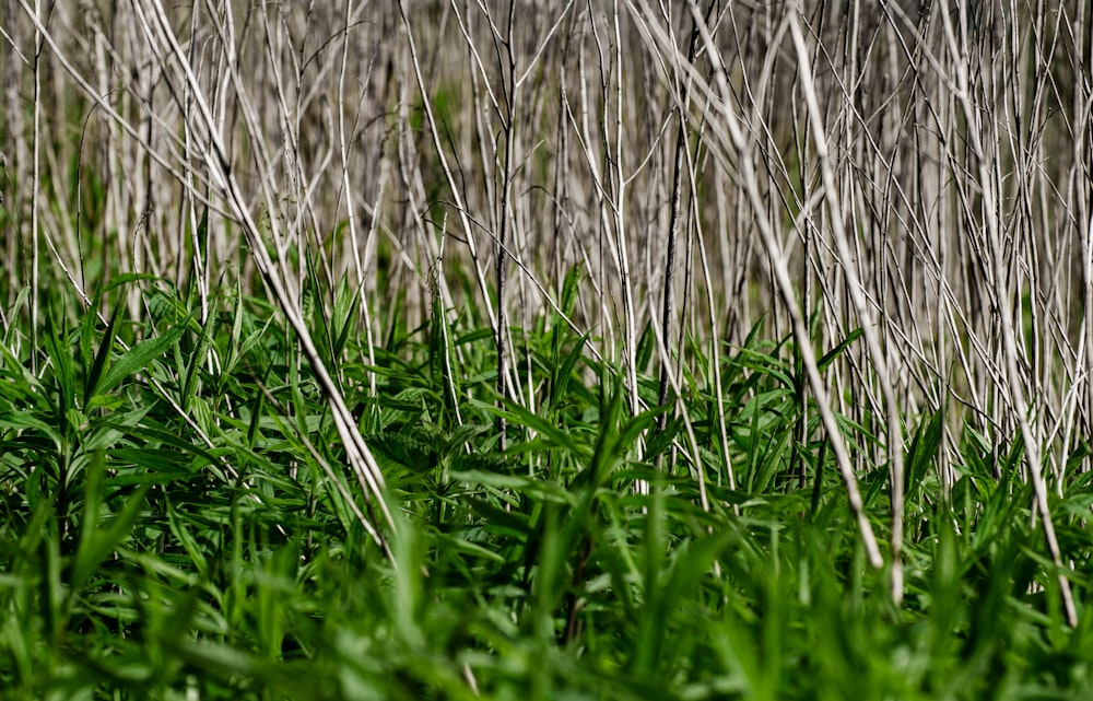 Braunes Gras in Nahaufnahmen