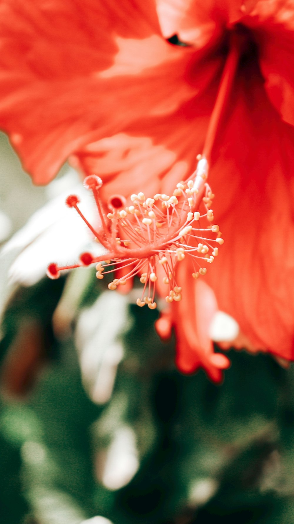 red hibiscus in bloom during daytime