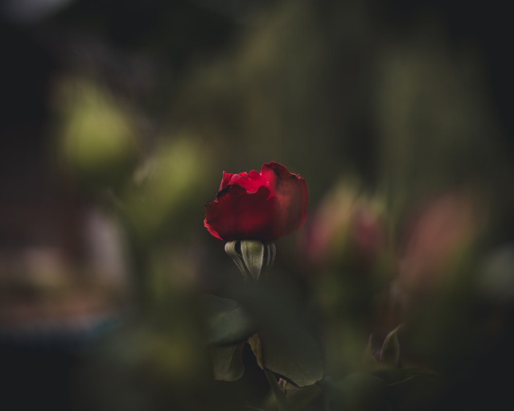 rosa roja en flor durante el día