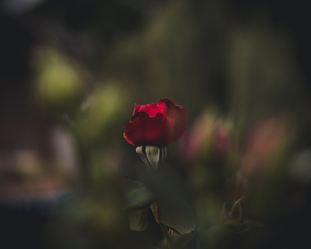 red rose in bloom during daytime