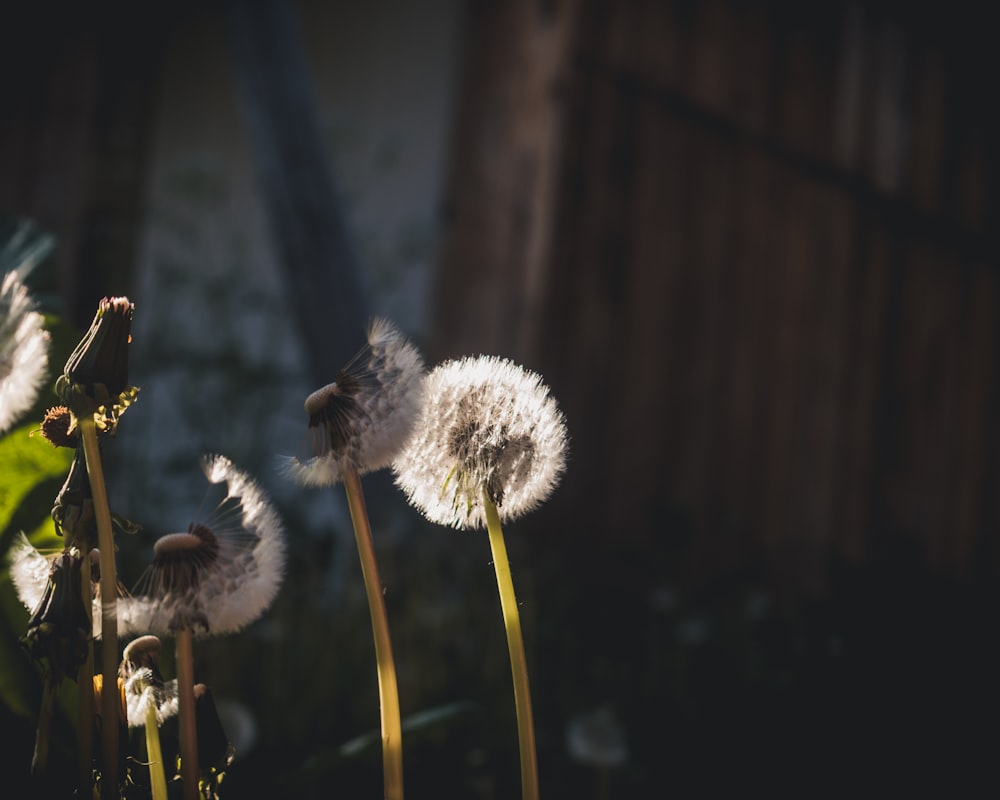 a group of dandelions blowing in the wind