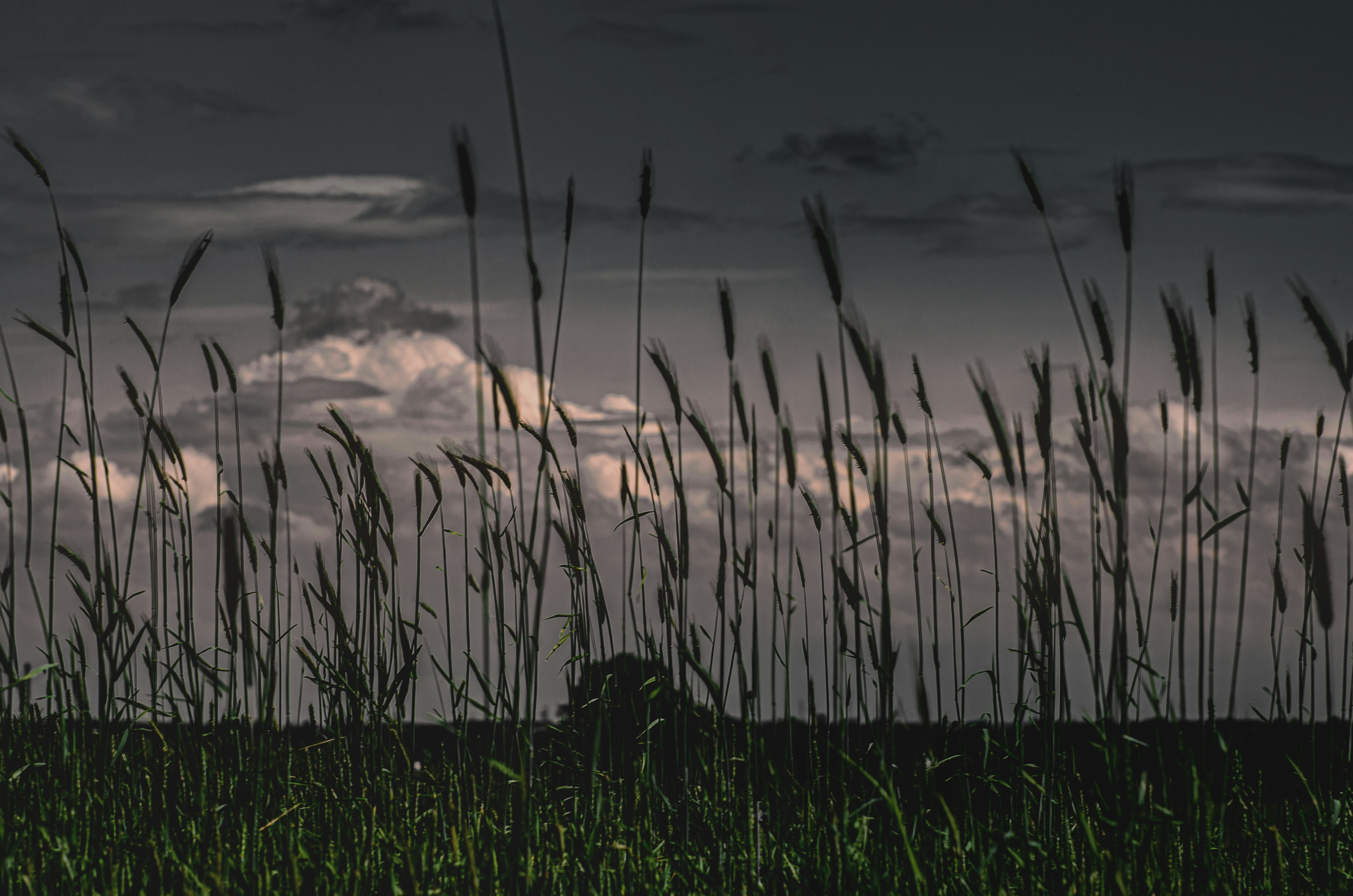 Photo by viktortalashuk