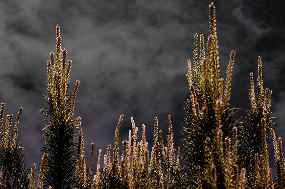 brown plant under gray clouds