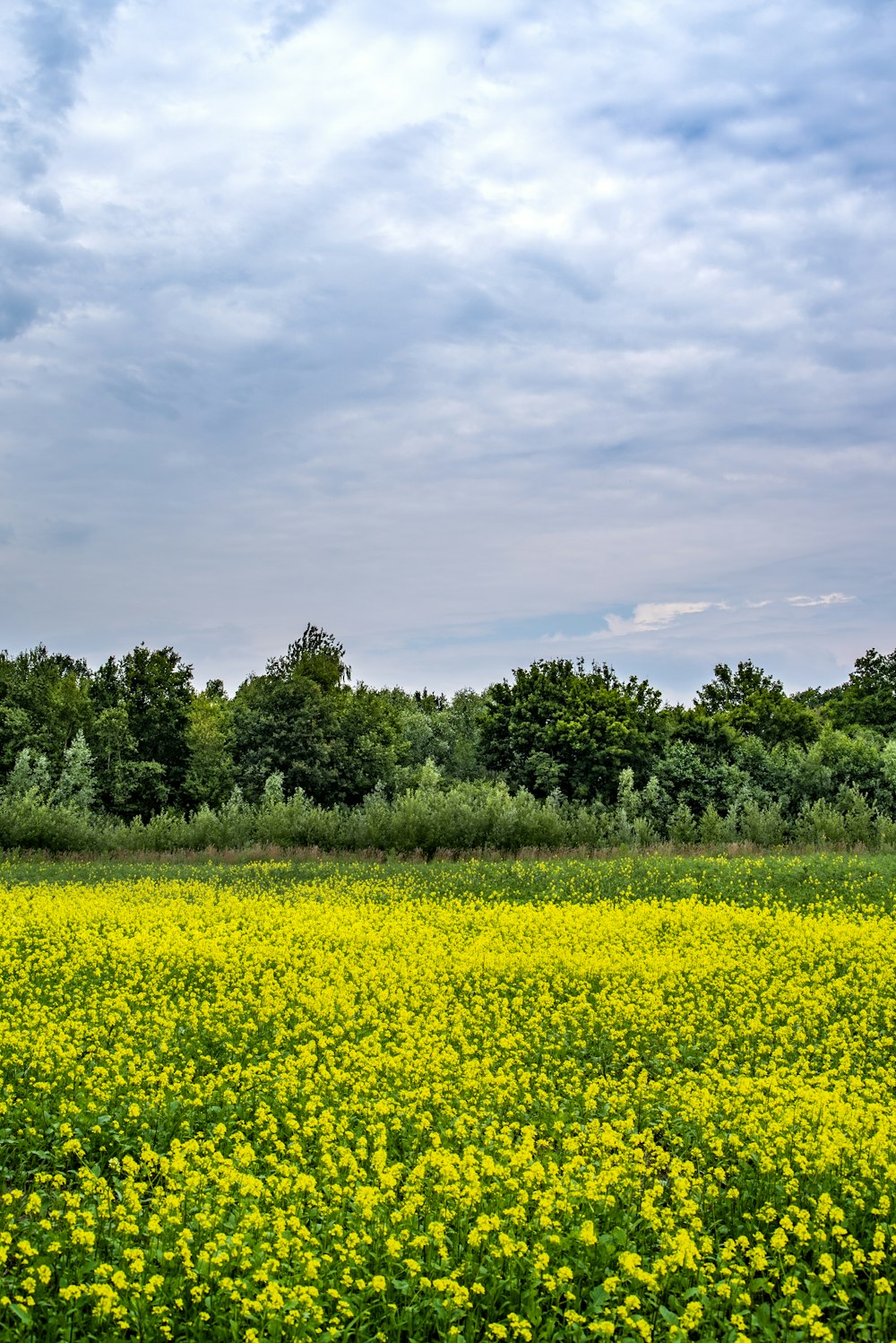 green grass field under white clouds during daytime