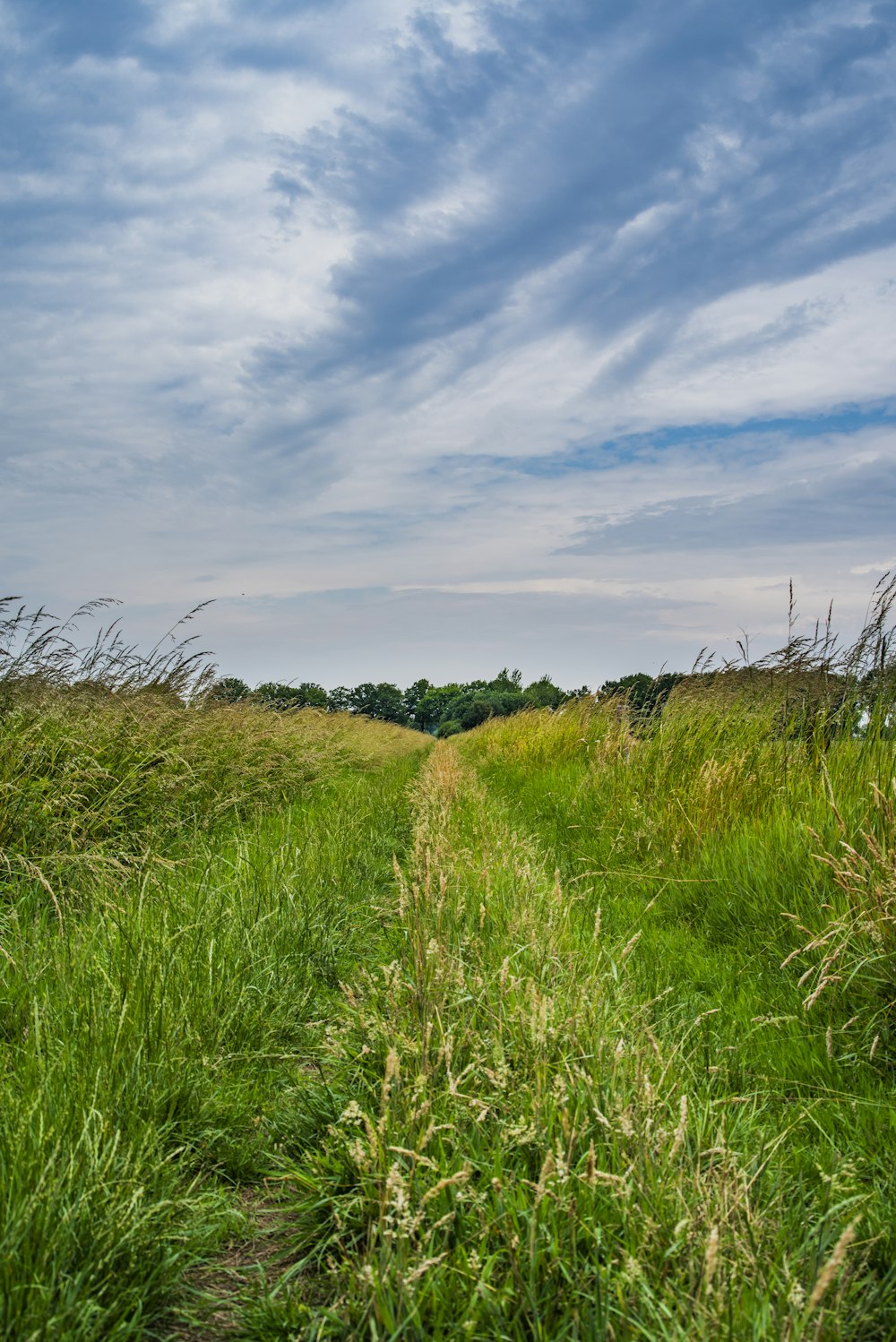 green grass field under blue sky during daytime