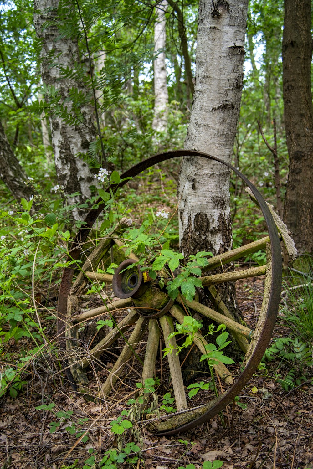 brown wooden wheel on brown tree trunk