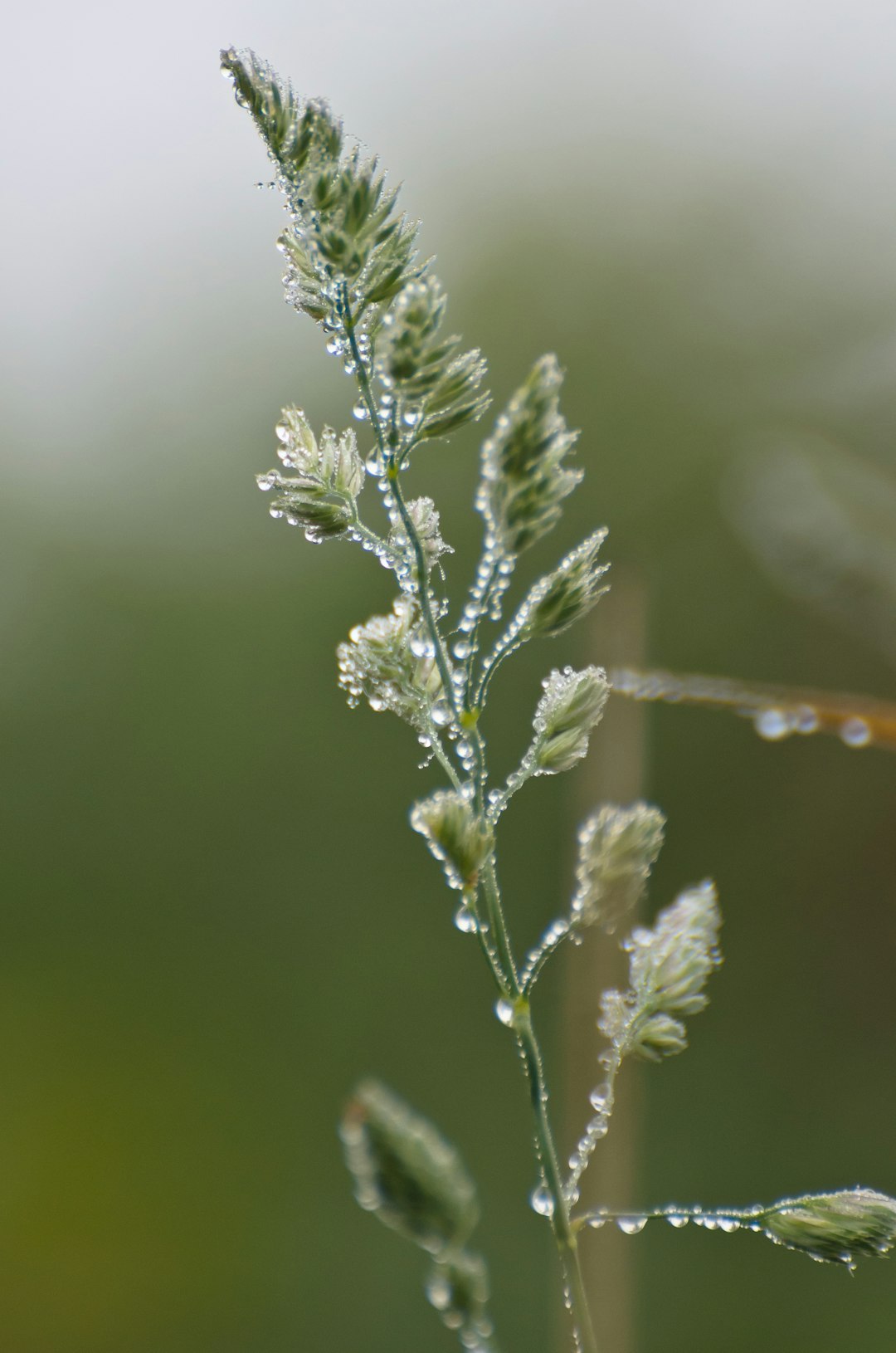 green plant in macro lens