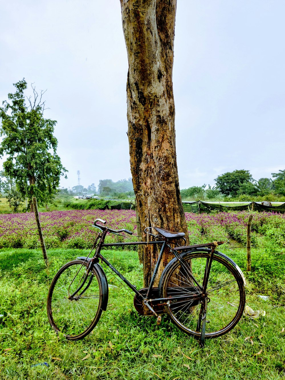 black city bike beside brown tree trunk on green grass field during daytime