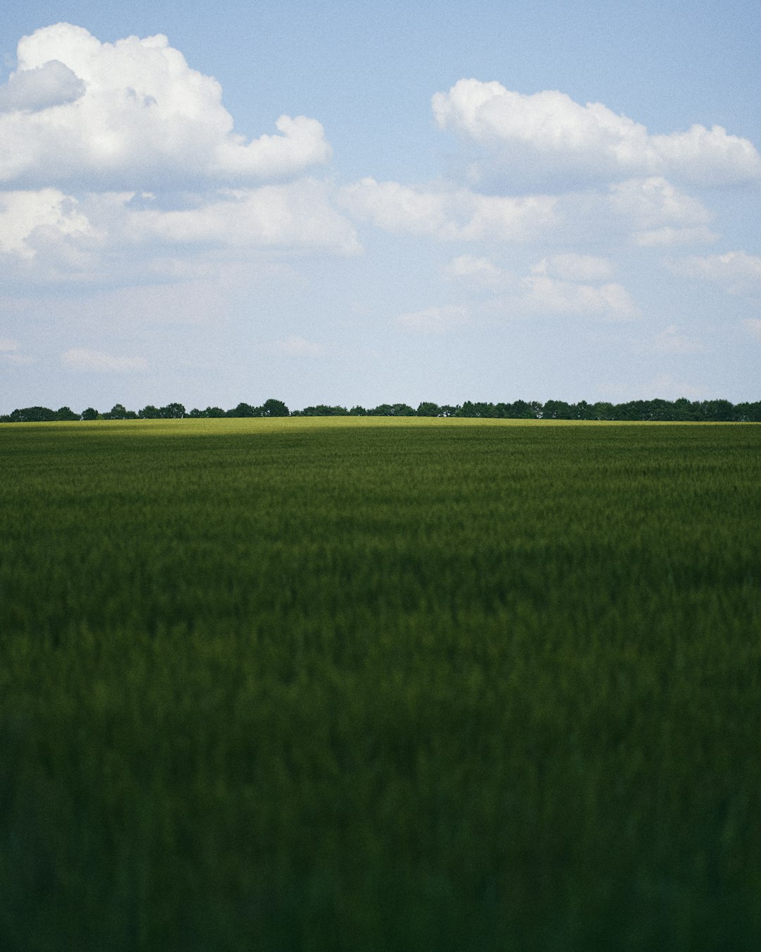 green grass field under blue sky during daytime