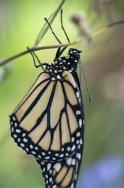 A close-up of a monarch butterfly hanging upside down on a thin twig. Its wings showcase a striking pattern of black, white, and orange. The background is softly blurred, emphasizing the butterfly and its delicate features.