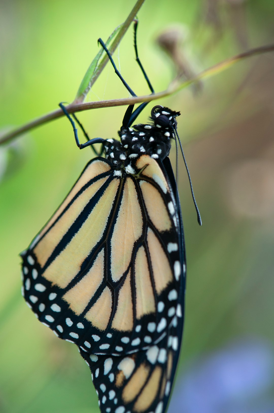 monarch butterfly perched on green leaf in close up photography during daytime