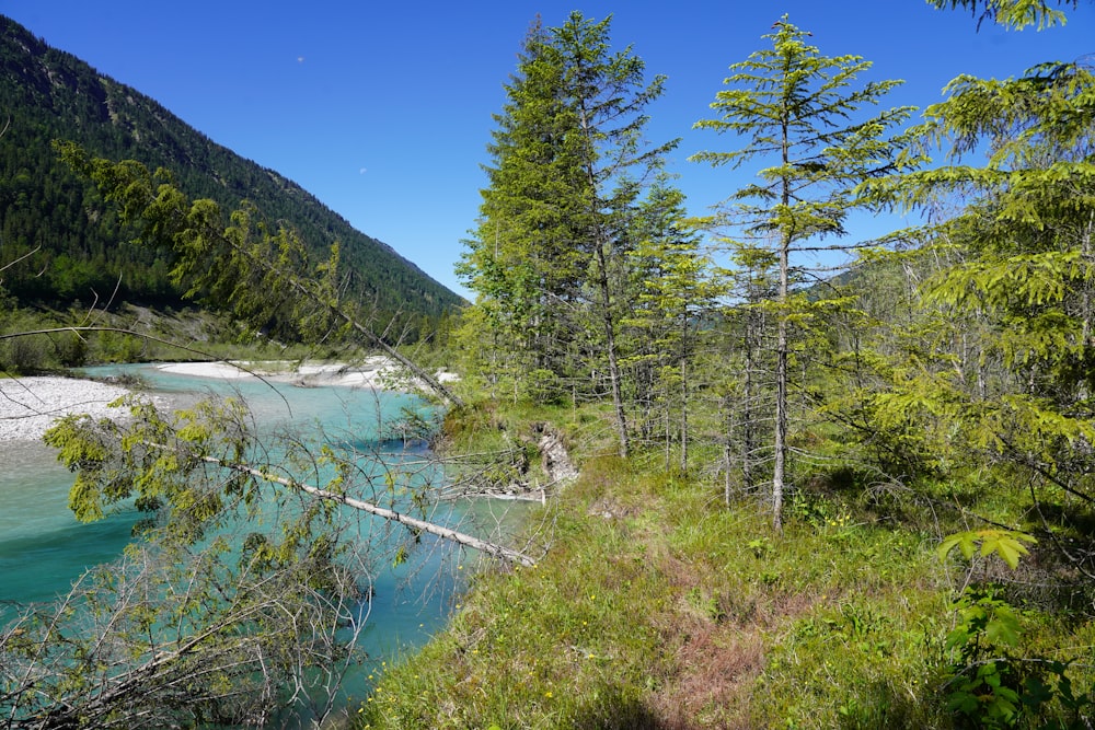 green trees near river under blue sky during daytime