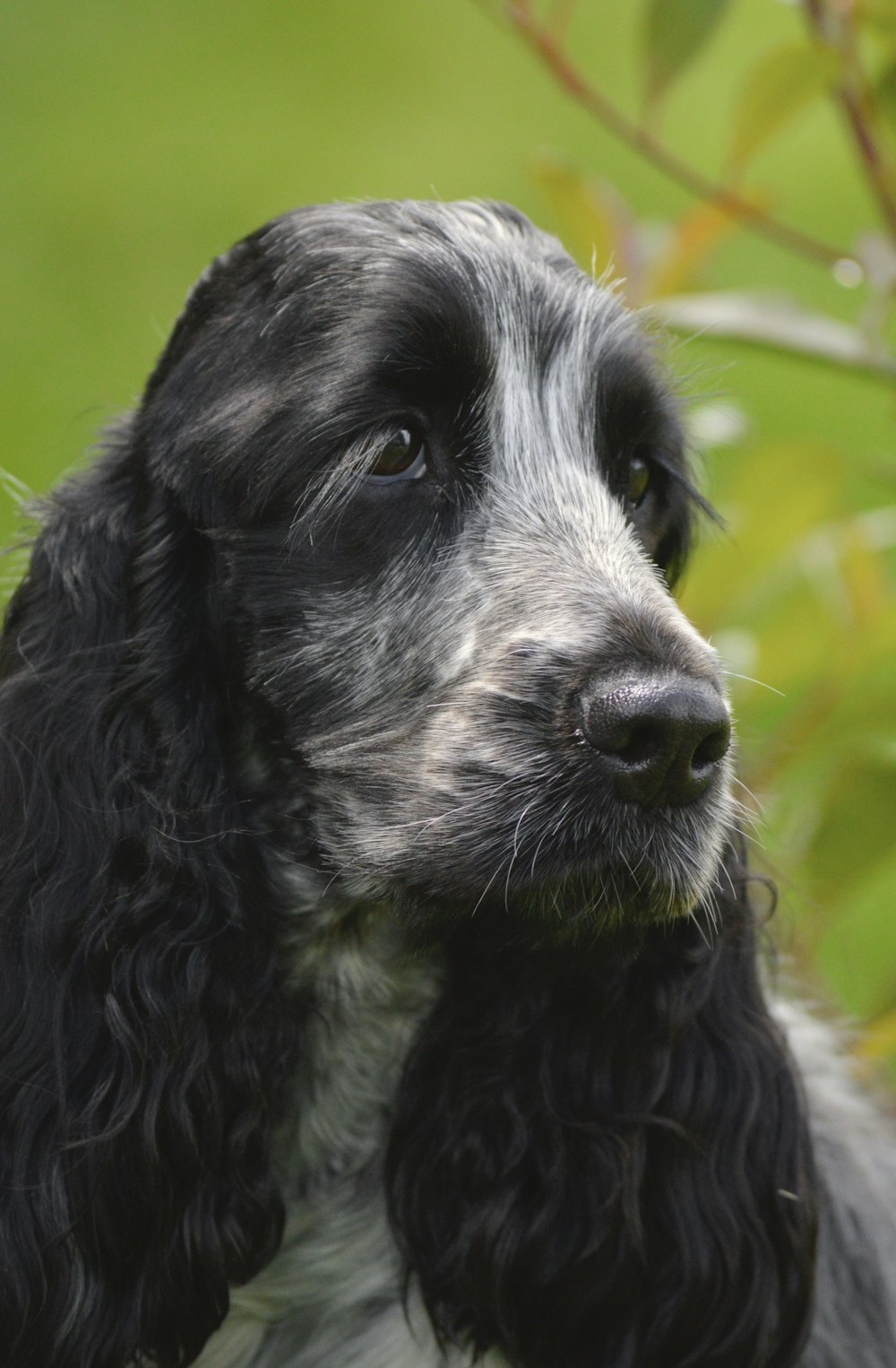 chien noir et blanc à poil long