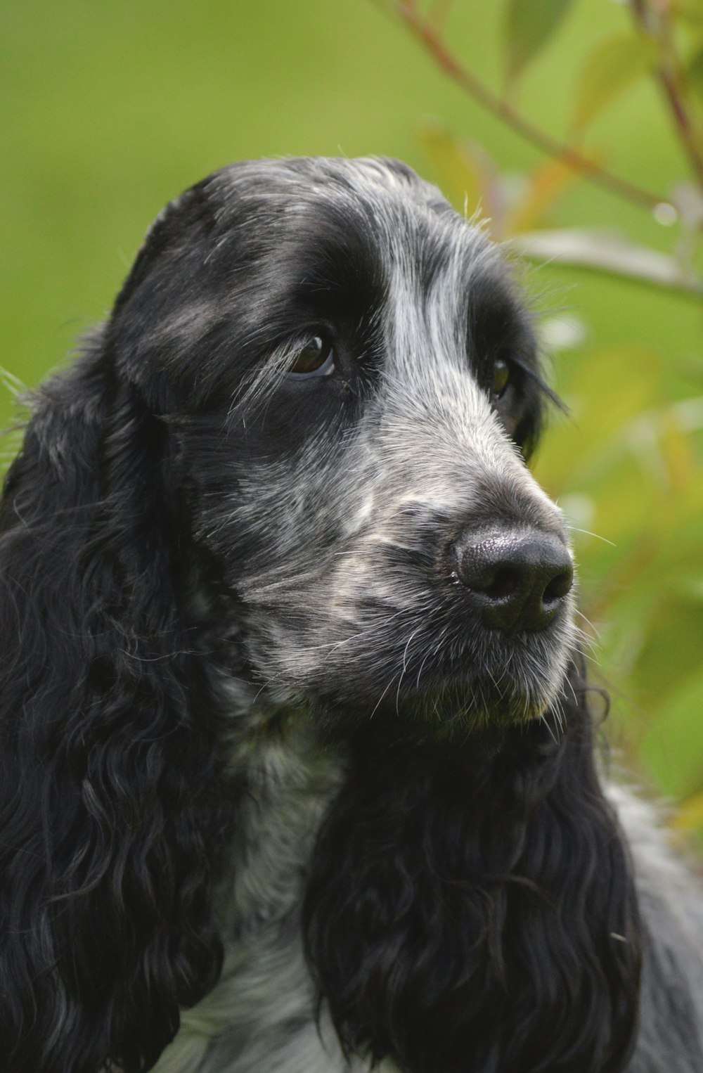 schwarz-weißer Hund mit langer Beschichtung