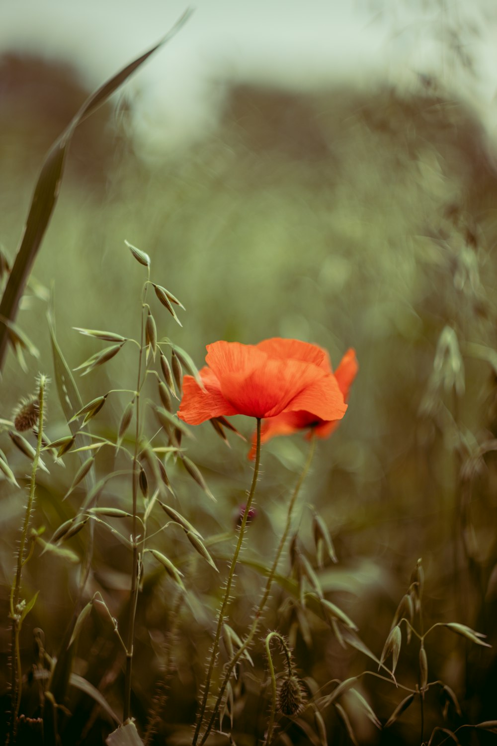 red flower in green grass during daytime