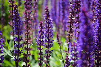 purple flowers in tilt shift lens