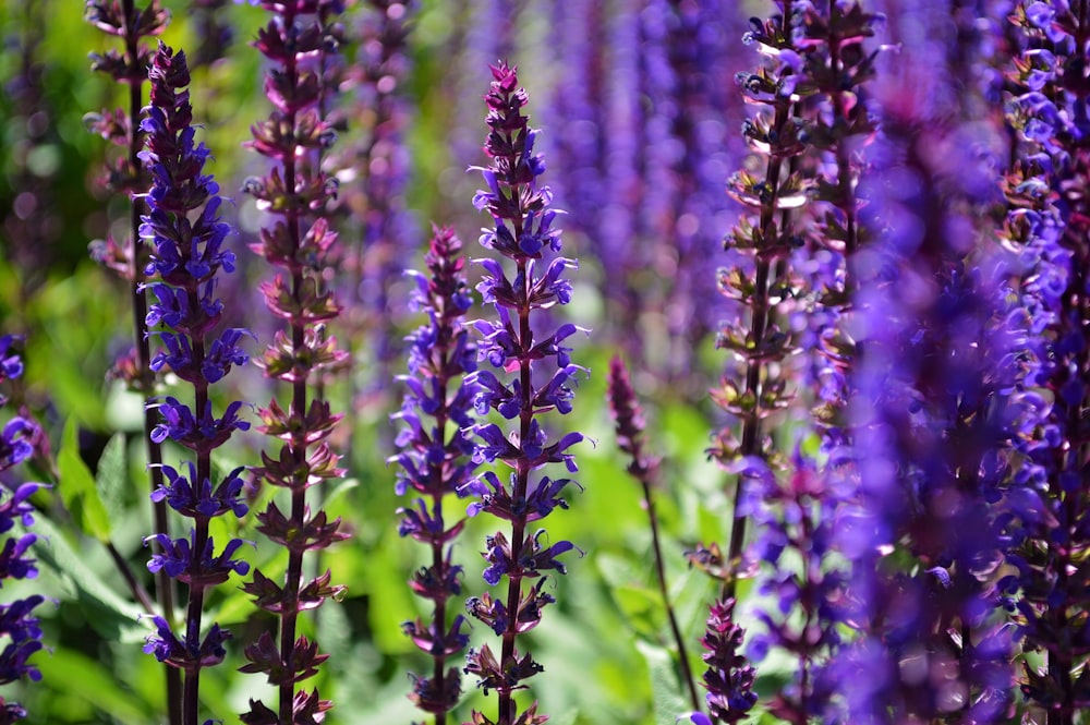 purple flowers in tilt shift lens