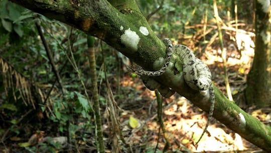 green and white crocodile on tree branch