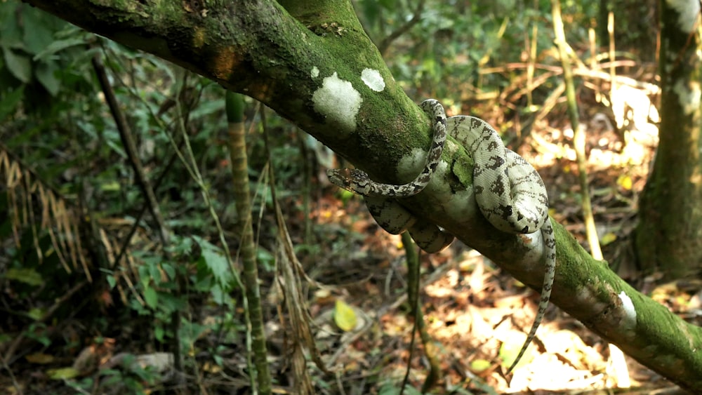 green and white crocodile on tree branch