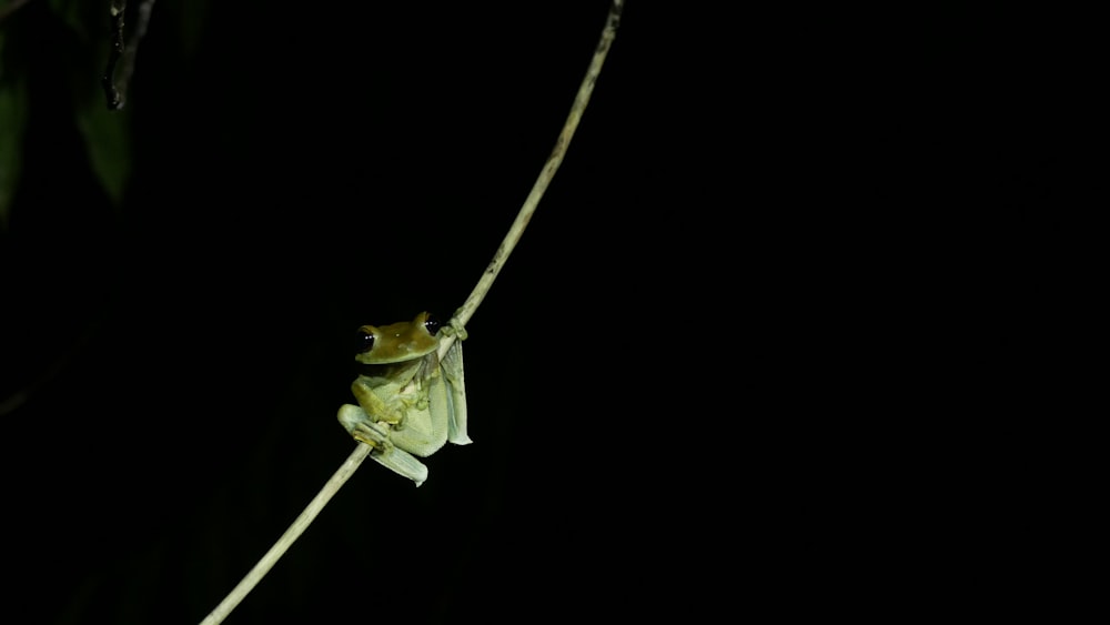 green frog on brown stick